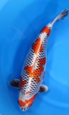 Koi