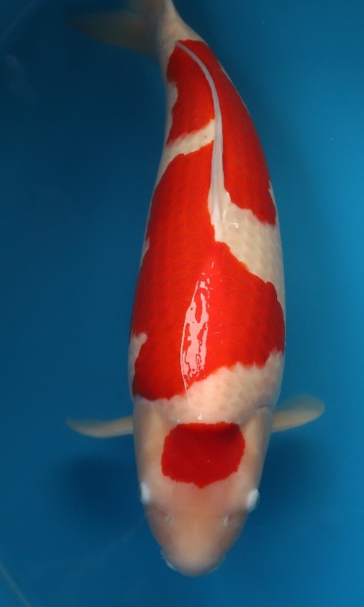 Koi picture