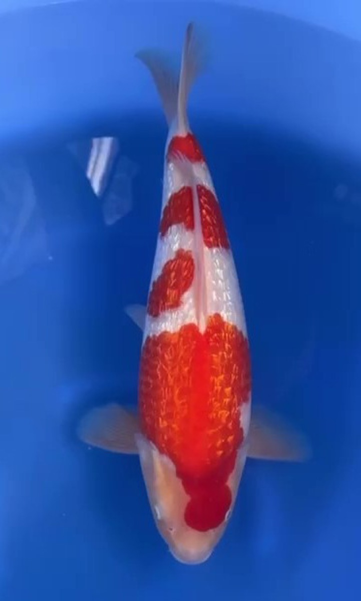 Koi picture