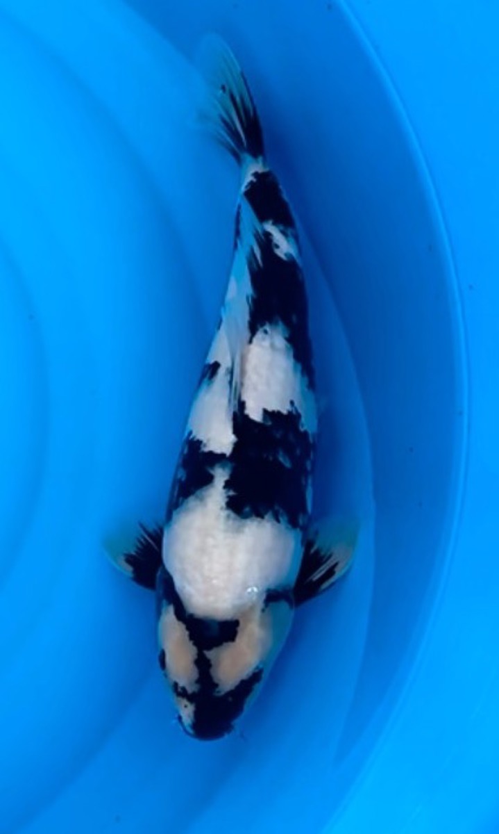 Koi picture