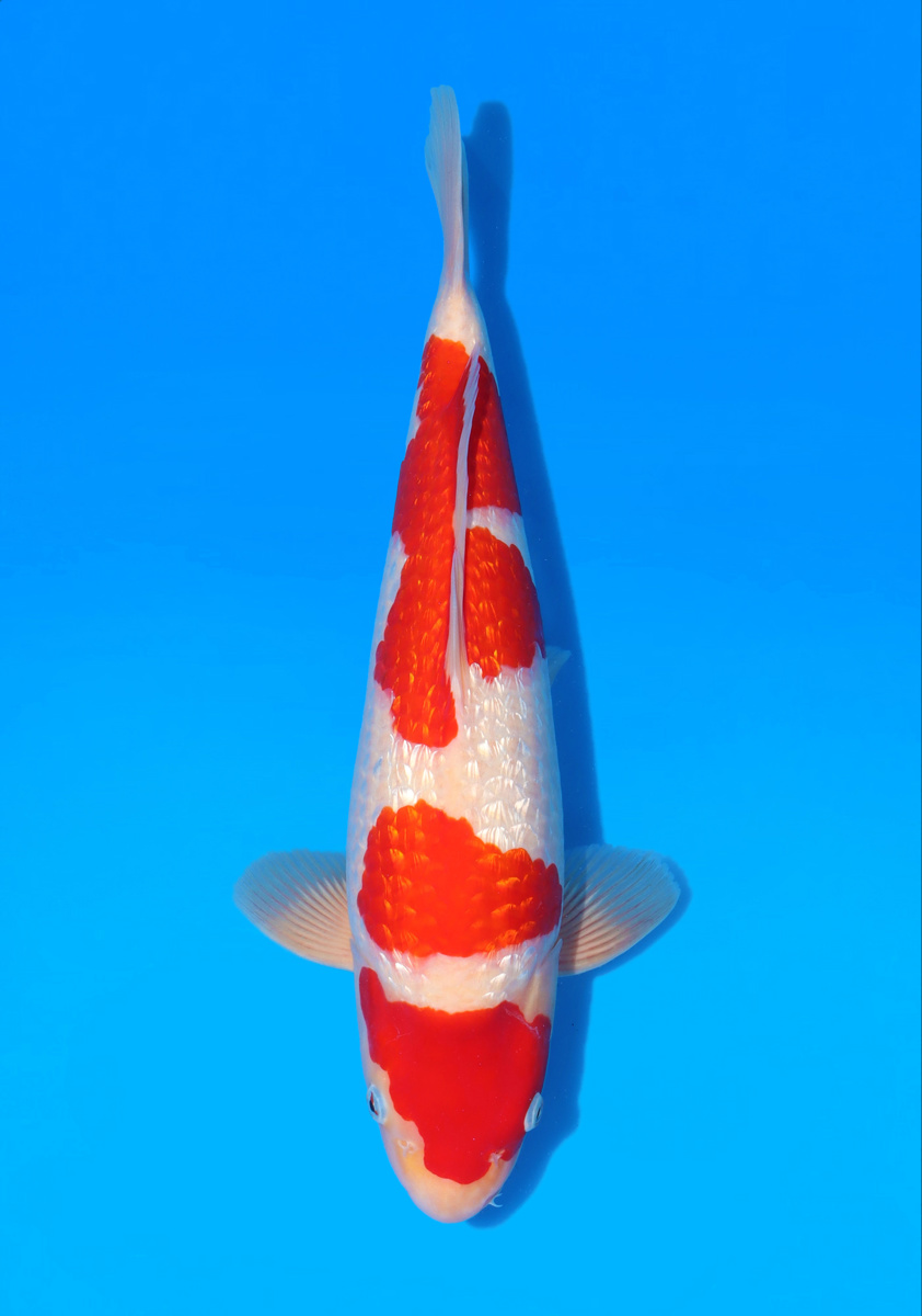 Koi picture