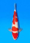 Koi