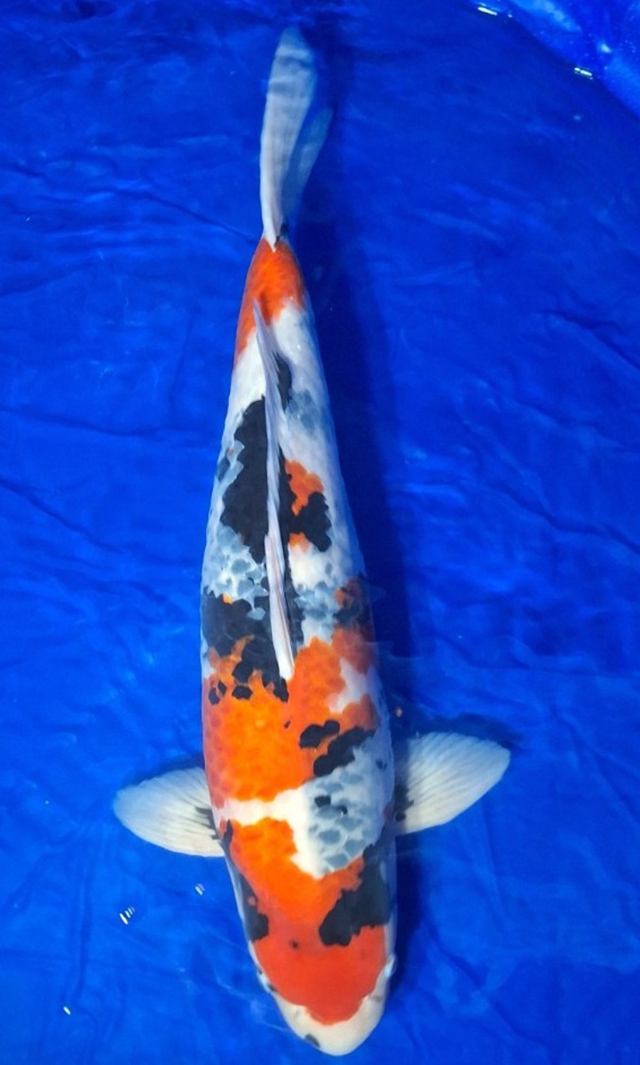 Koi picture