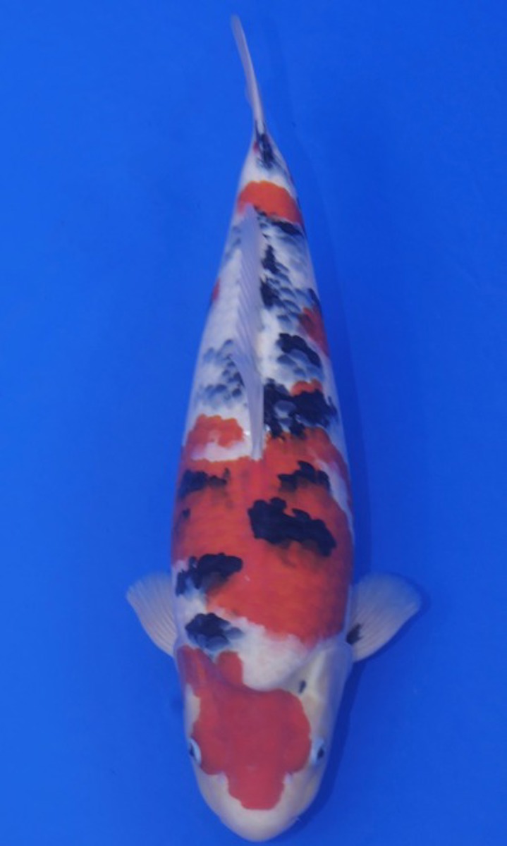 Koi picture