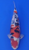 Koi