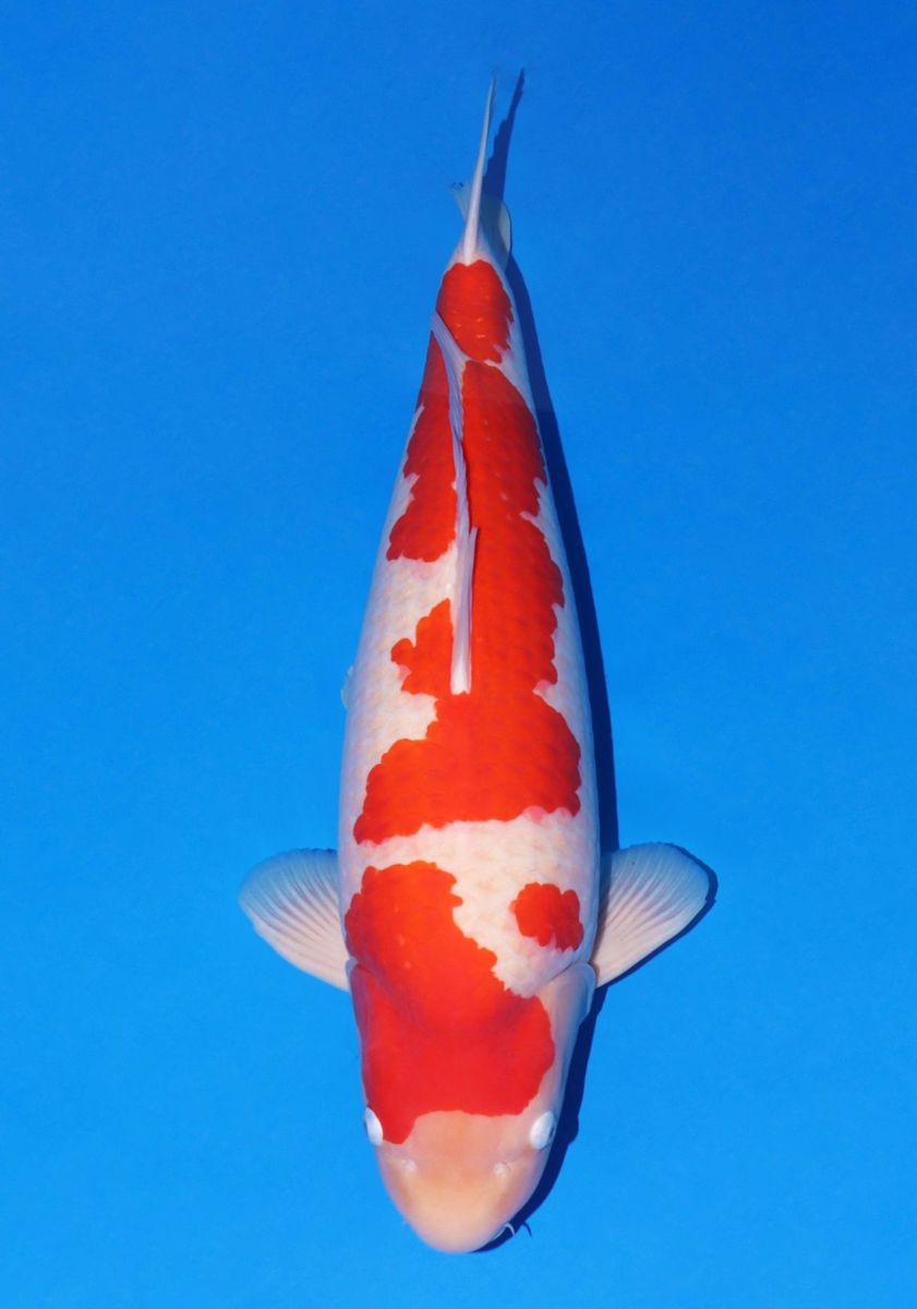 Koi picture