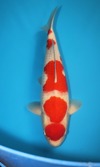 Koi