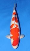 Koi