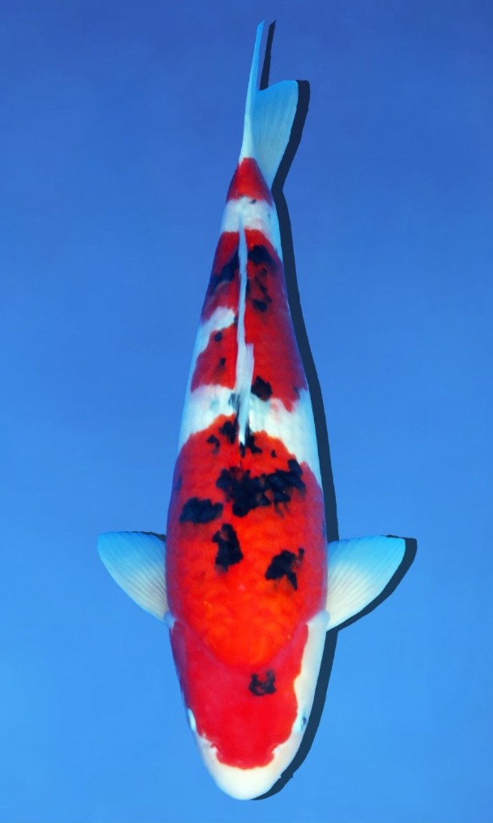 Koi picture