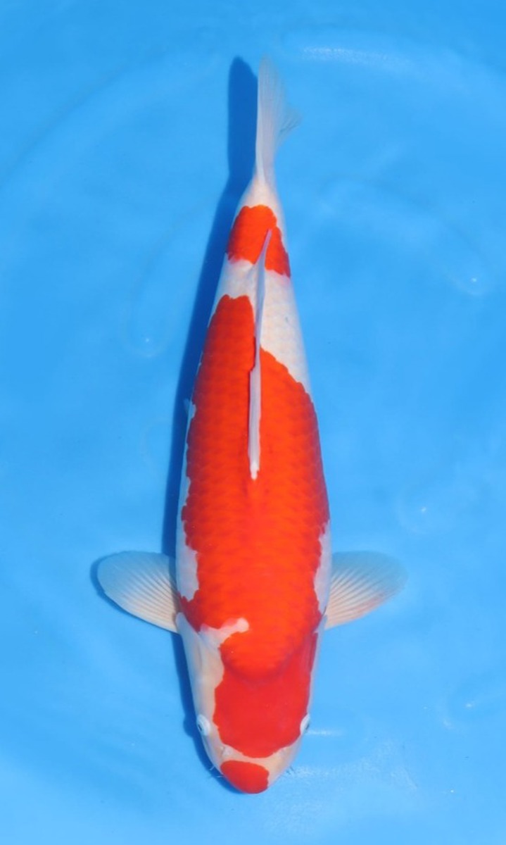 Koi picture