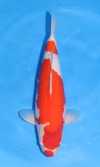 Koi