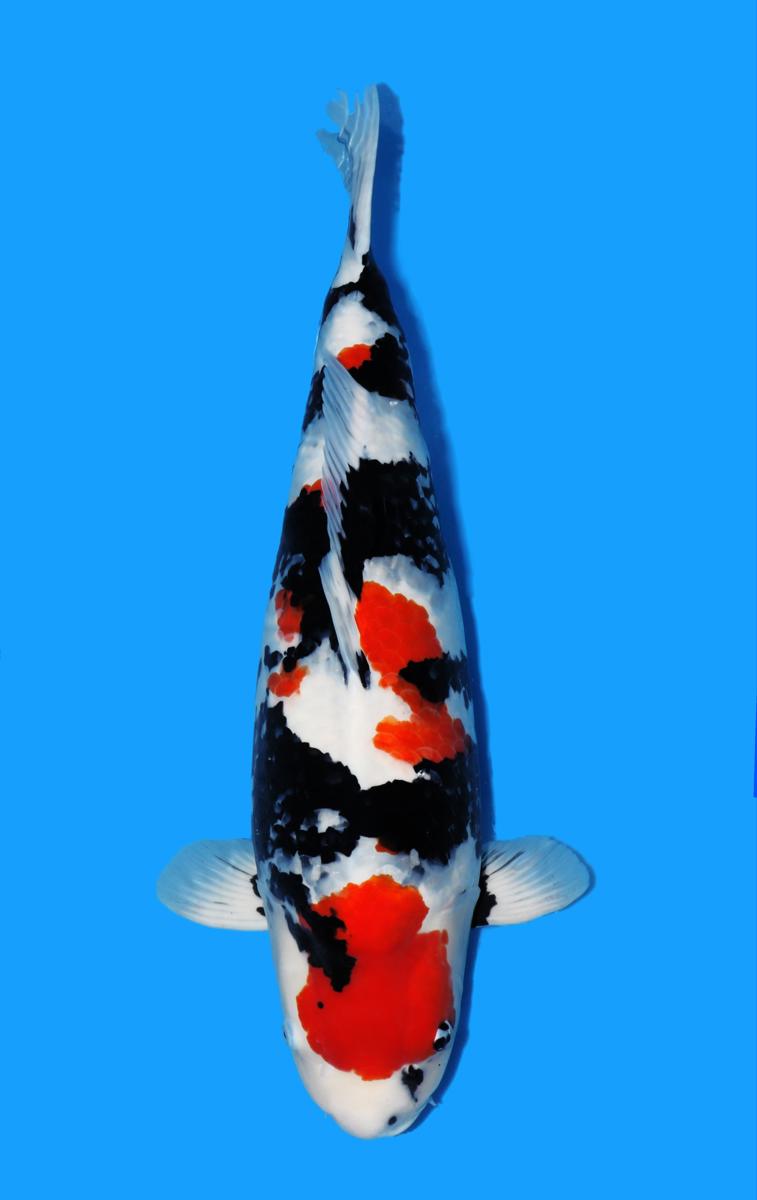 Koi picture