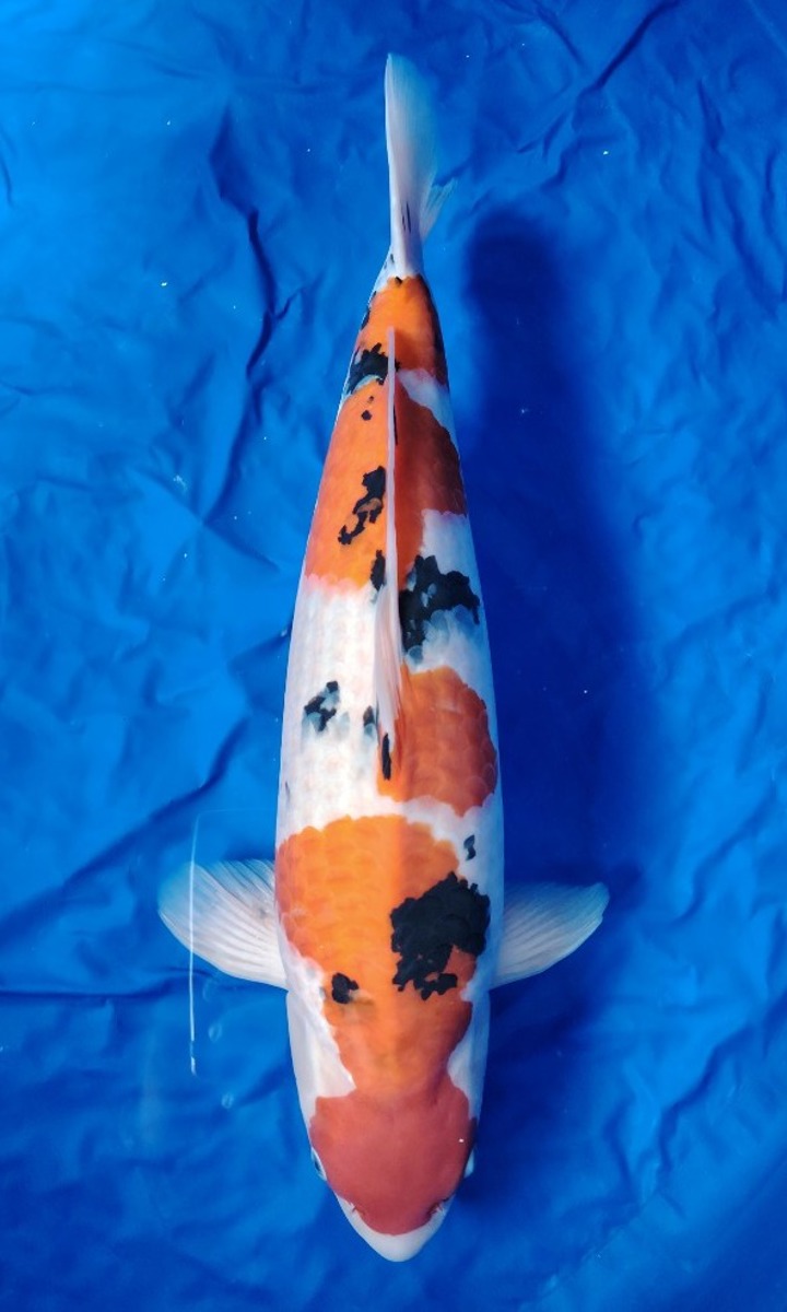 Koi picture