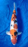 Koi