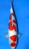 Koi