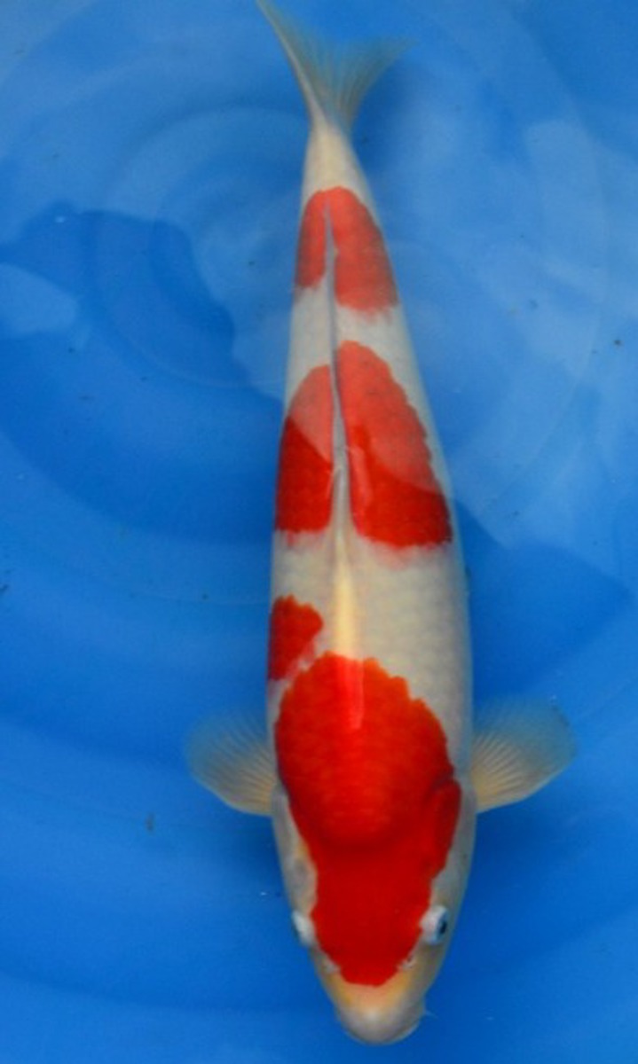 Koi picture