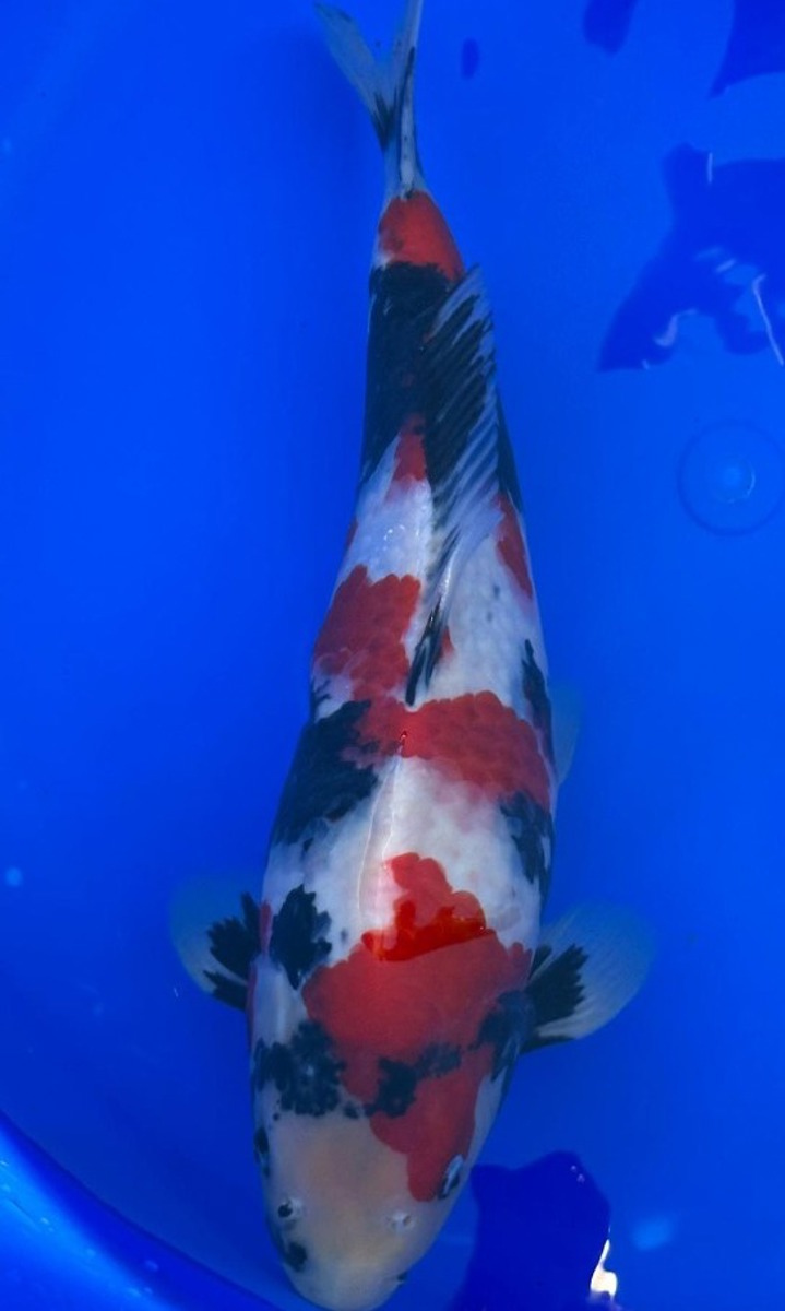 Koi picture