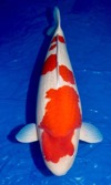 Koi