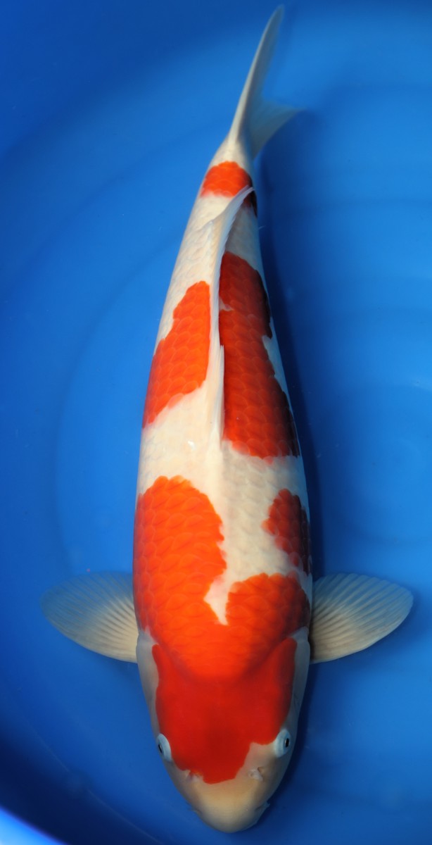 Koi picture