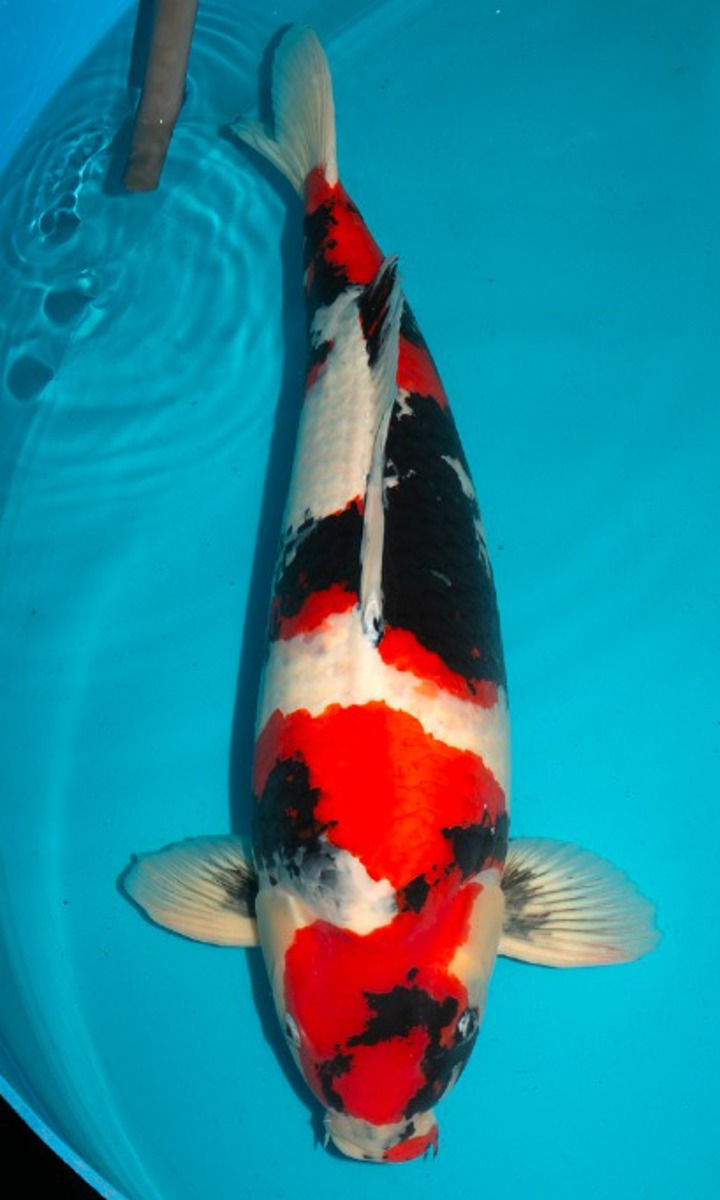 Koi picture