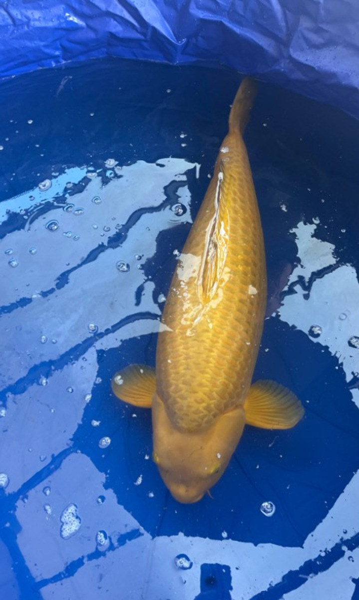 Koi picture