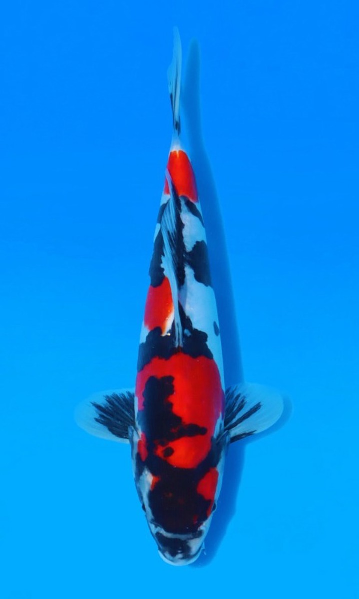 Koi picture