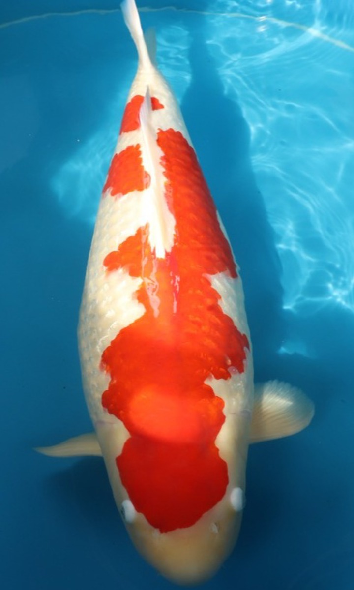 Koi picture