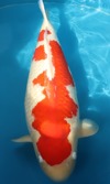 Koi