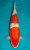 Koi