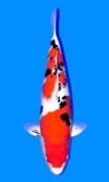 Koi