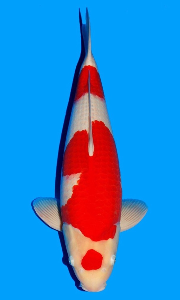 Koi picture