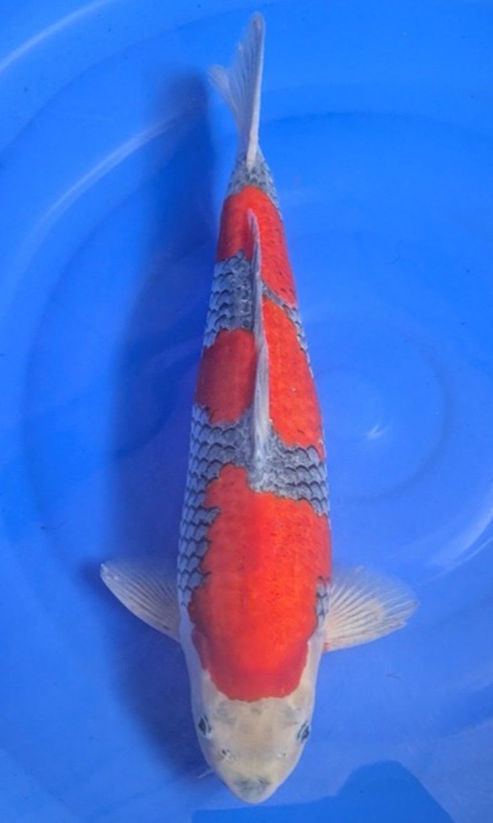 Koi picture