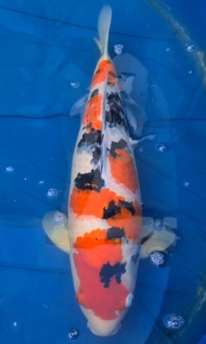 Koi picture