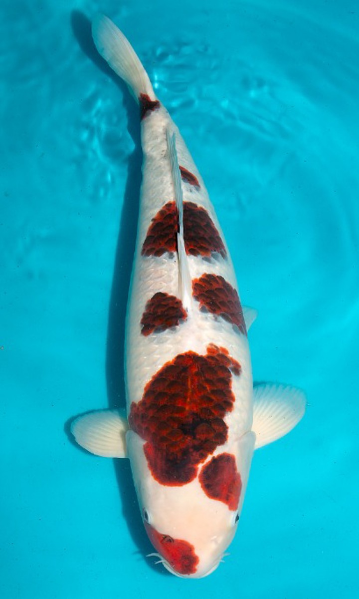 Koi picture