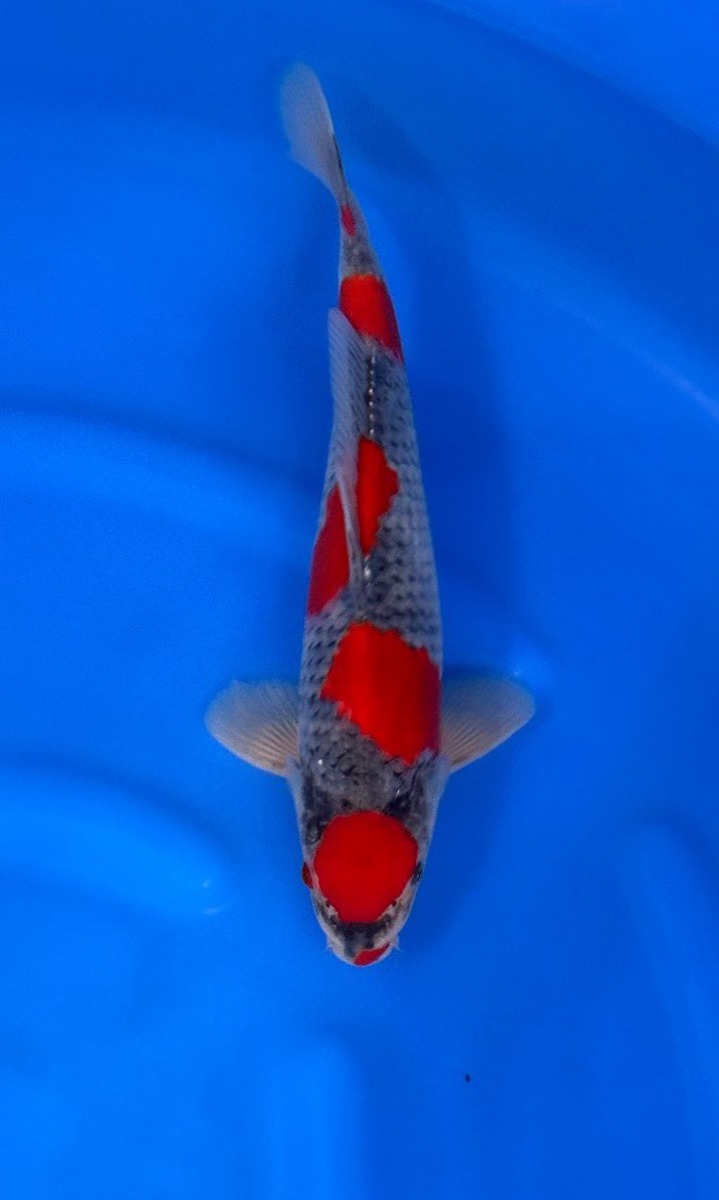 Koi picture
