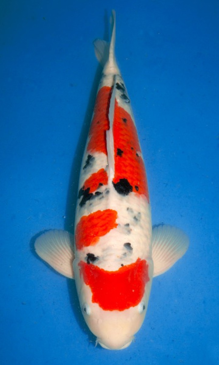 Koi picture