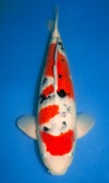 Koi