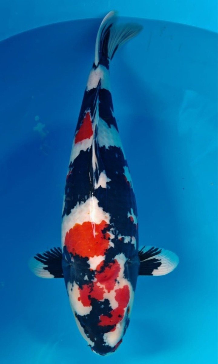 Koi picture