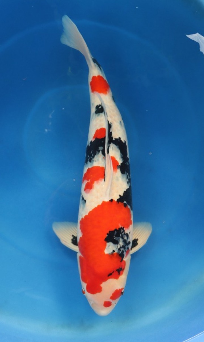 Koi picture