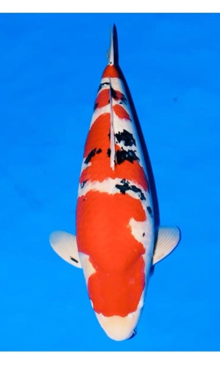 Koi picture