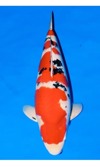 Koi