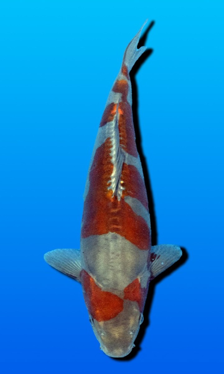 Koi picture