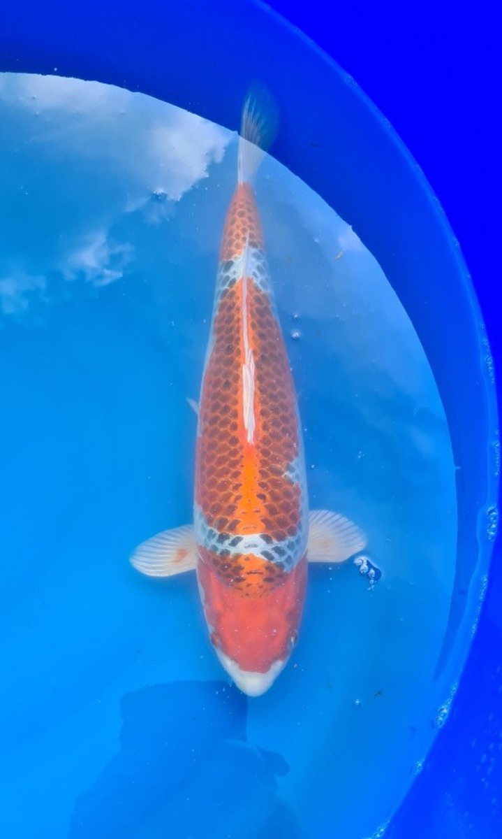 Koi picture