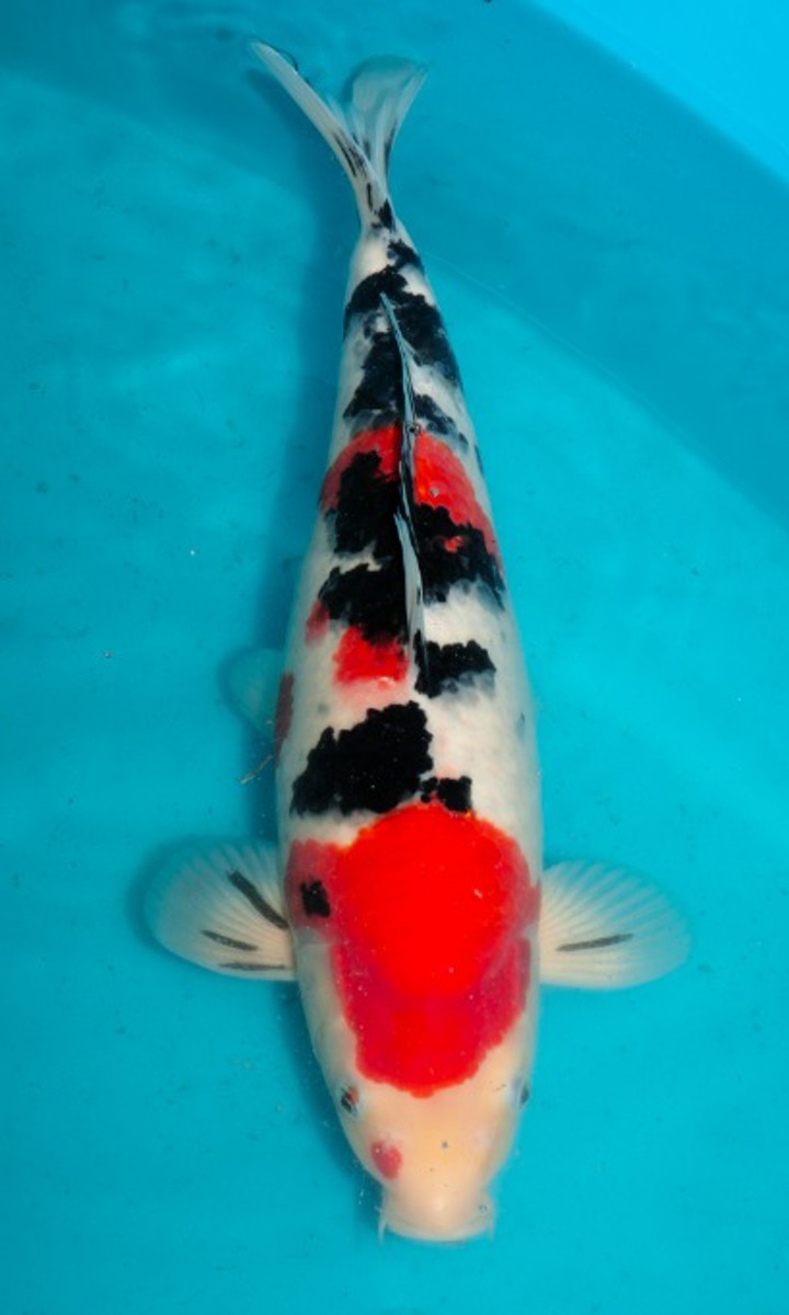 Koi picture