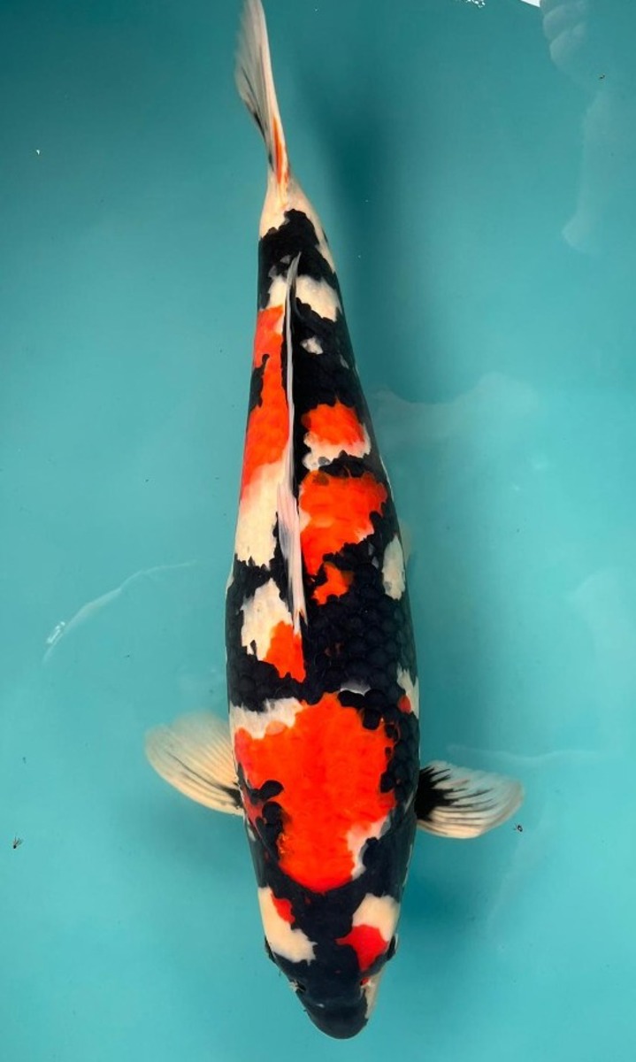 Koi picture