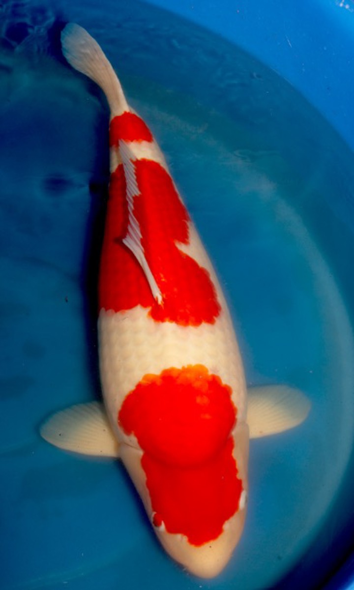 Koi picture