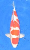 Koi