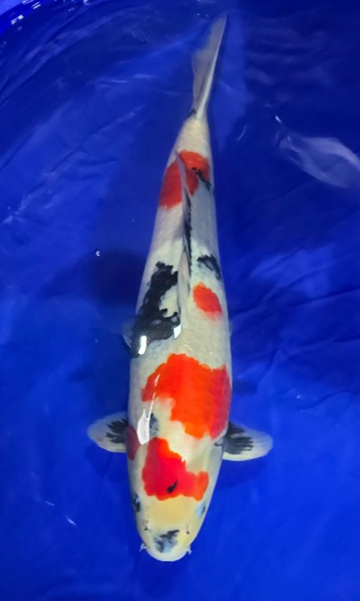 Koi picture