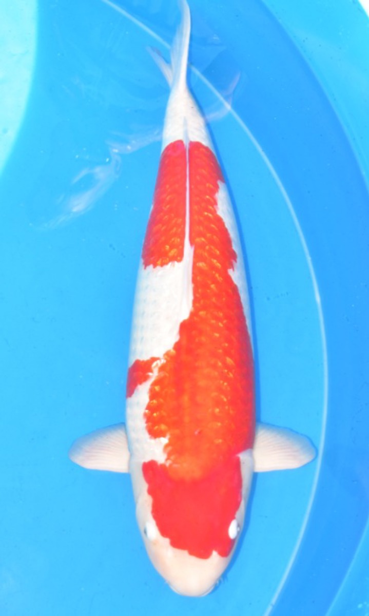 Koi picture