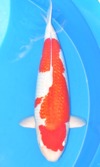 Koi